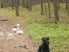 Hundeschule Wietze Bild5