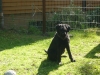 Hundeschule Wietze Bild8