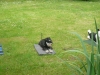 Hundeschule Wietze Bild44