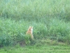Hundeschule Wietze Bild76